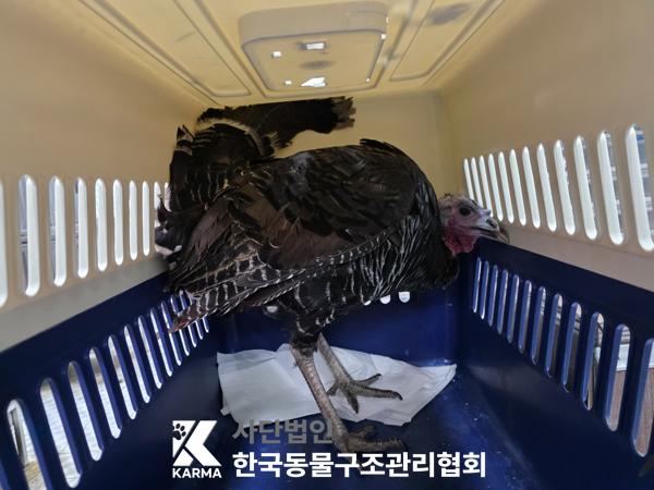 보호 중인 칠면조