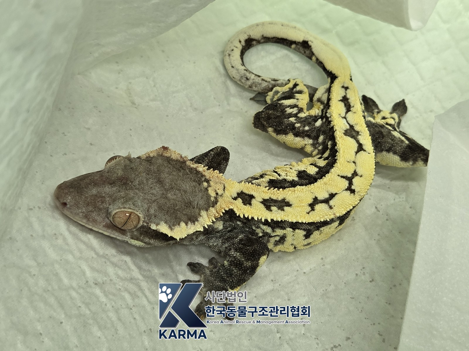 보호 중인 도마뱀