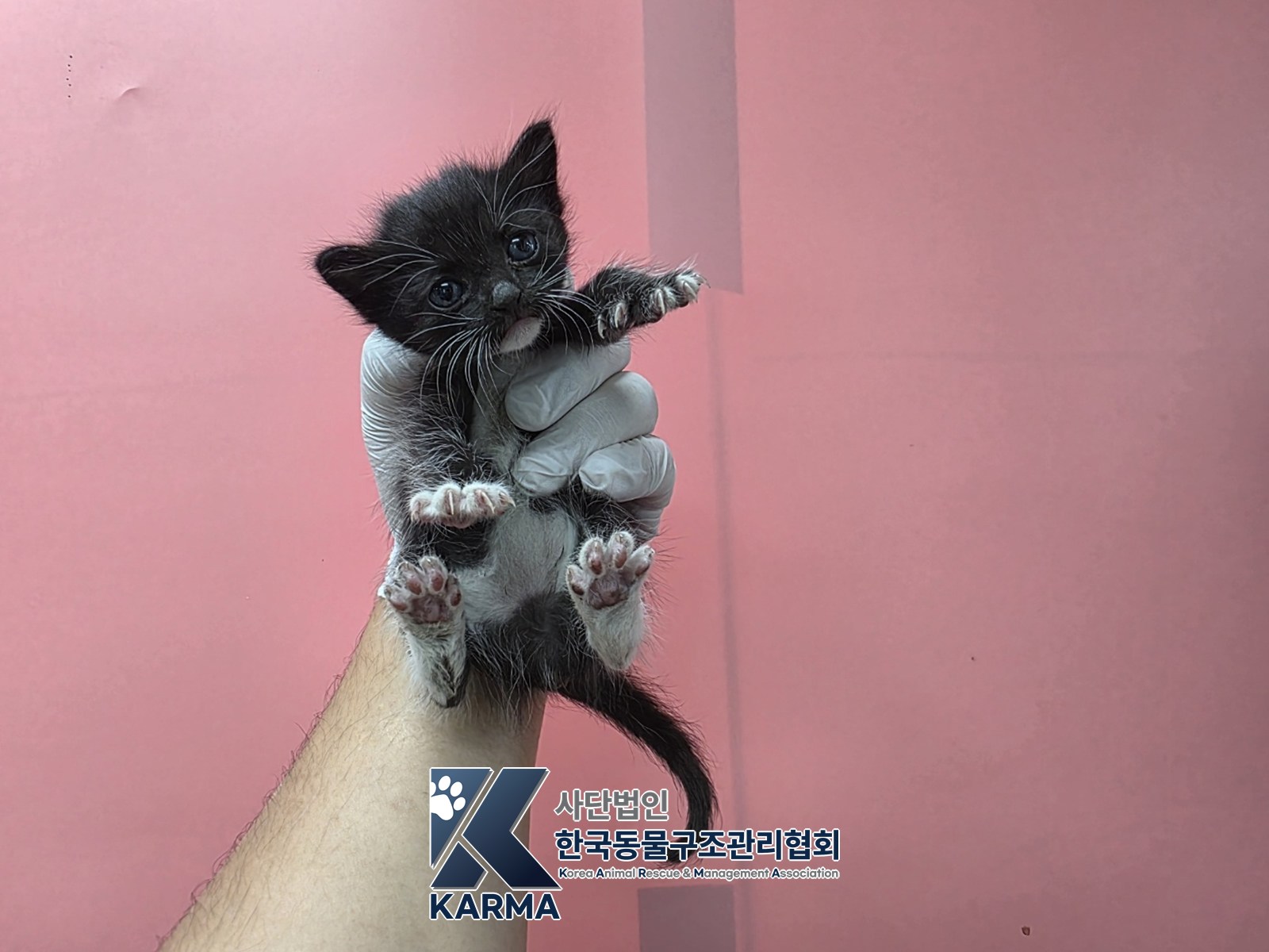 보호 중인 한국 고양이
