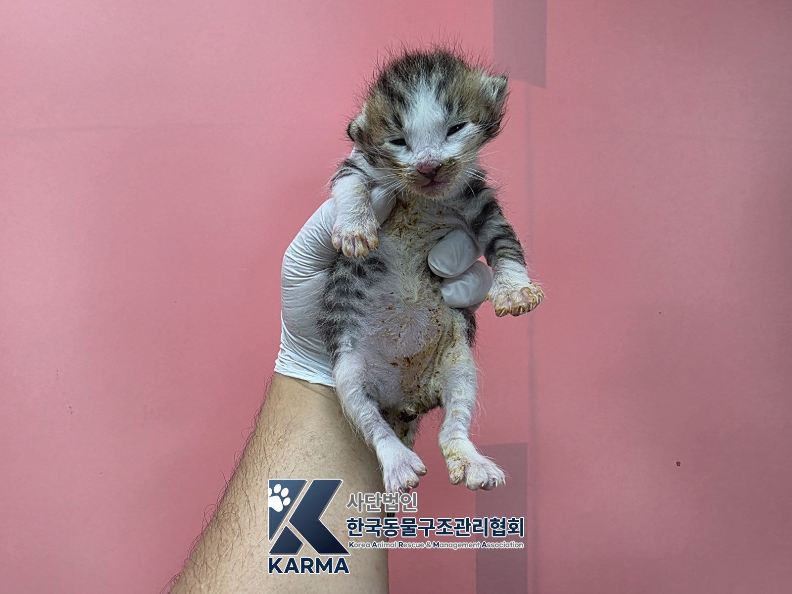 보호 중인 한국 고양이
