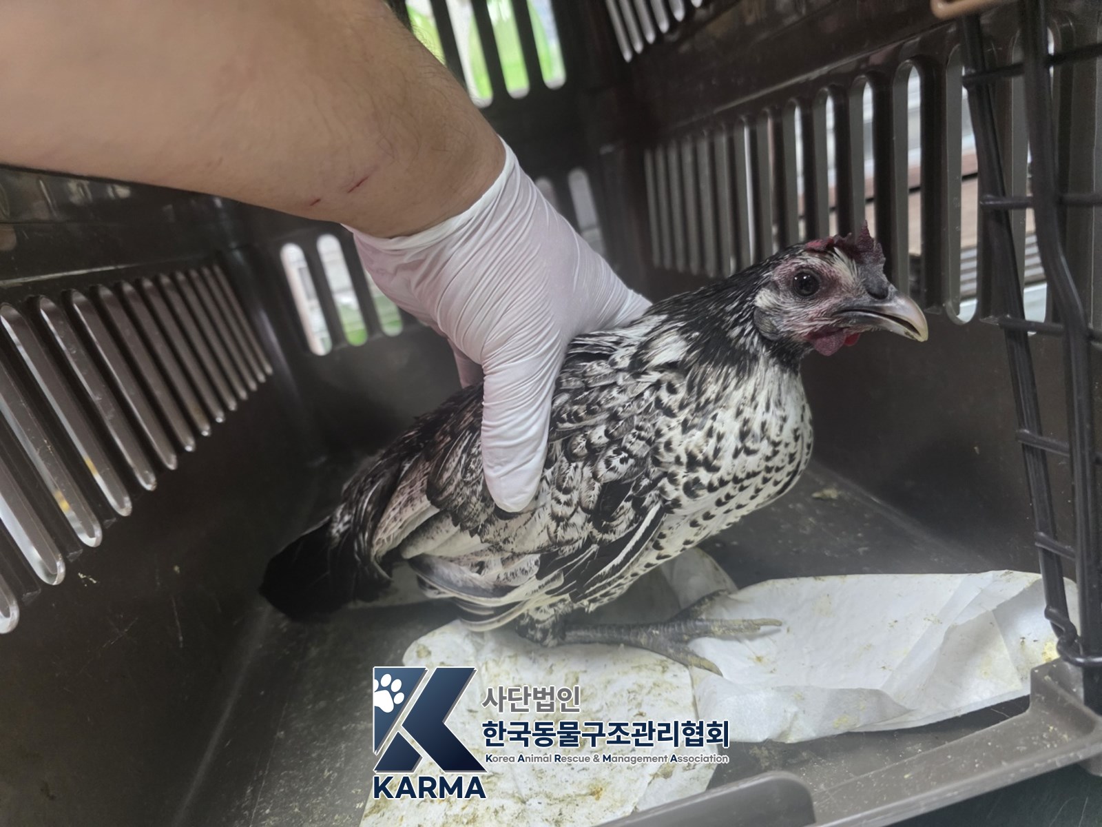 보호 중인 닭