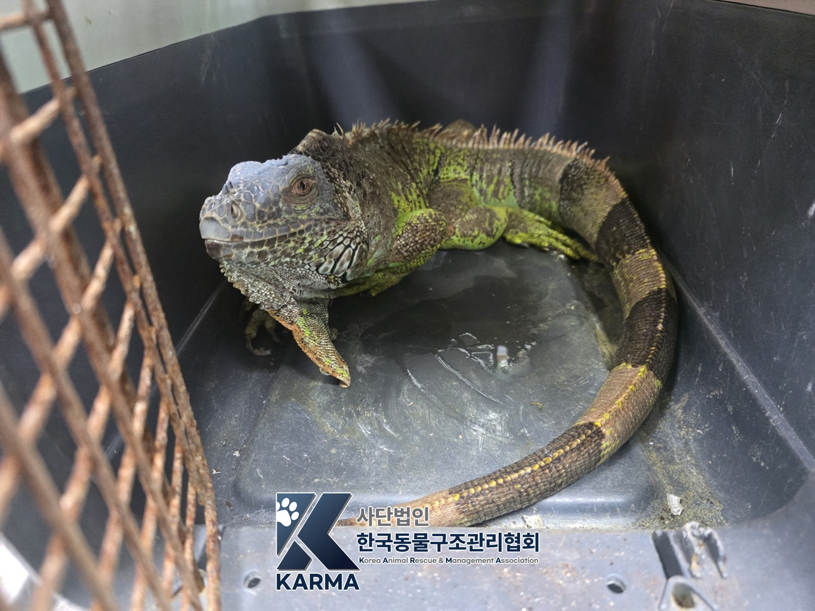 보호 중인 이구아나