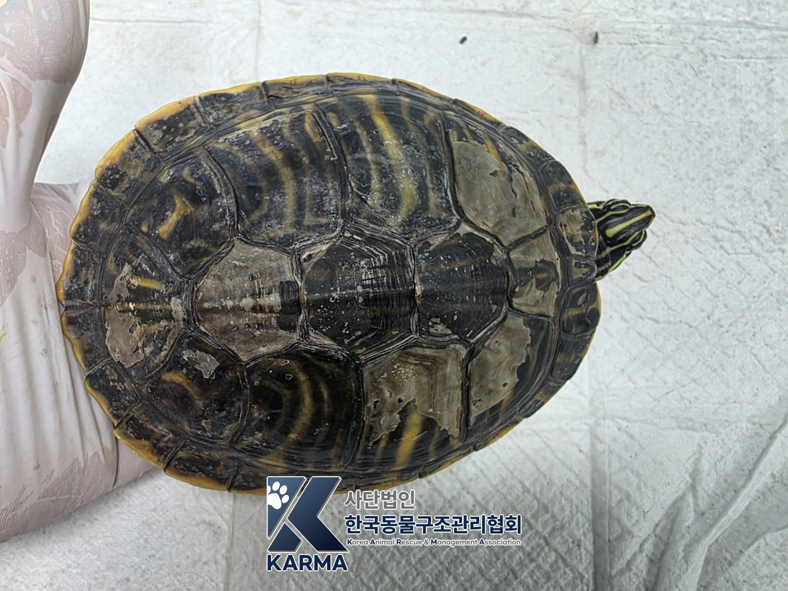 보호 중인 거북이