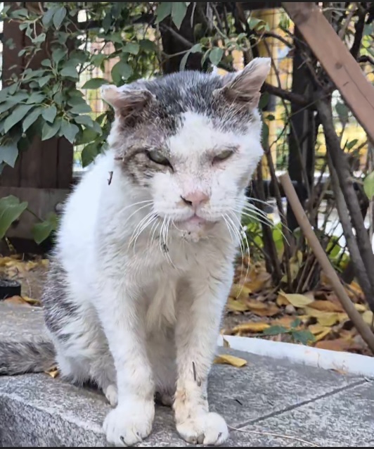 보호 중인 한국 고양이