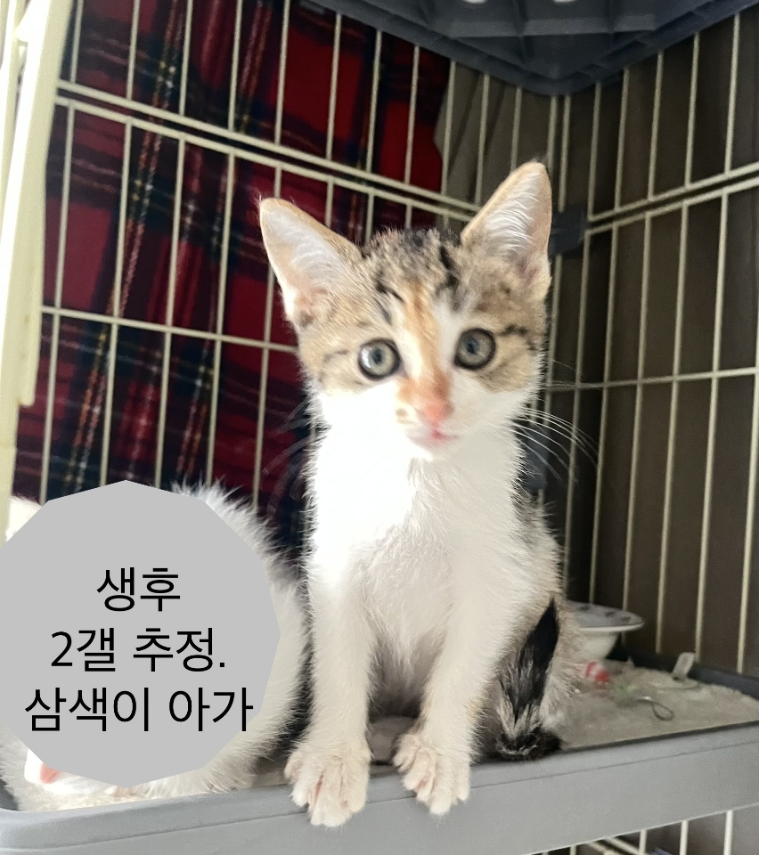 보호 중인 한국 고양이