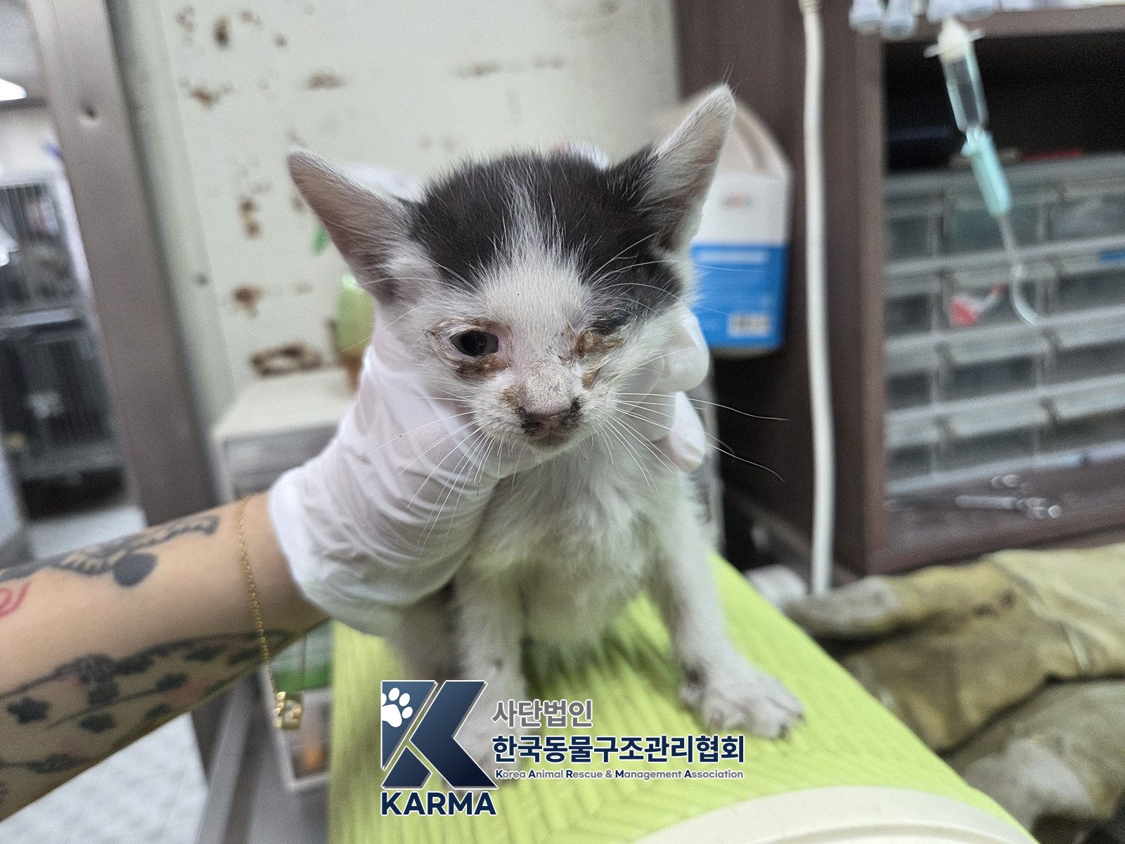 보호 중인 한국 고양이