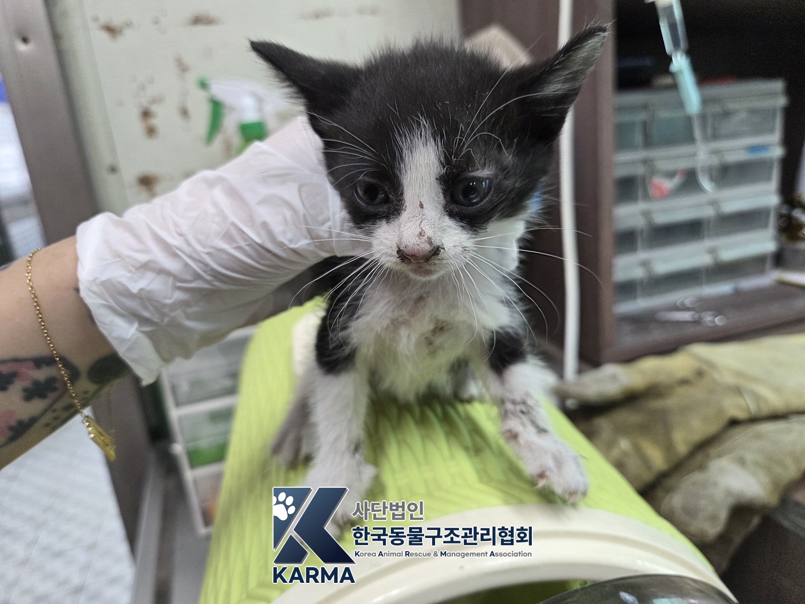 보호 중인 한국 고양이