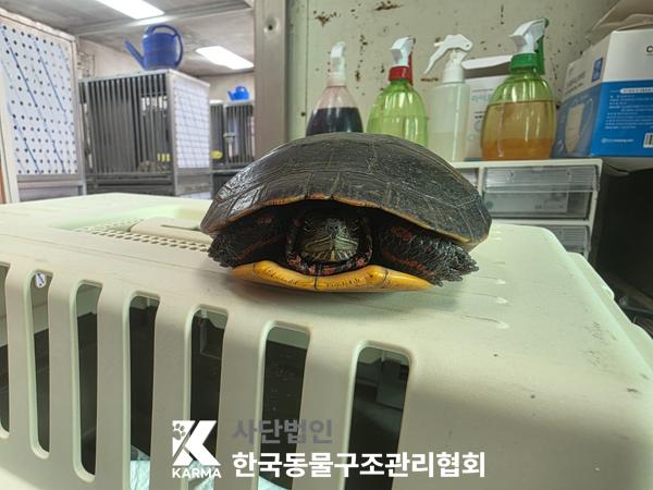 보호 중인 거북이