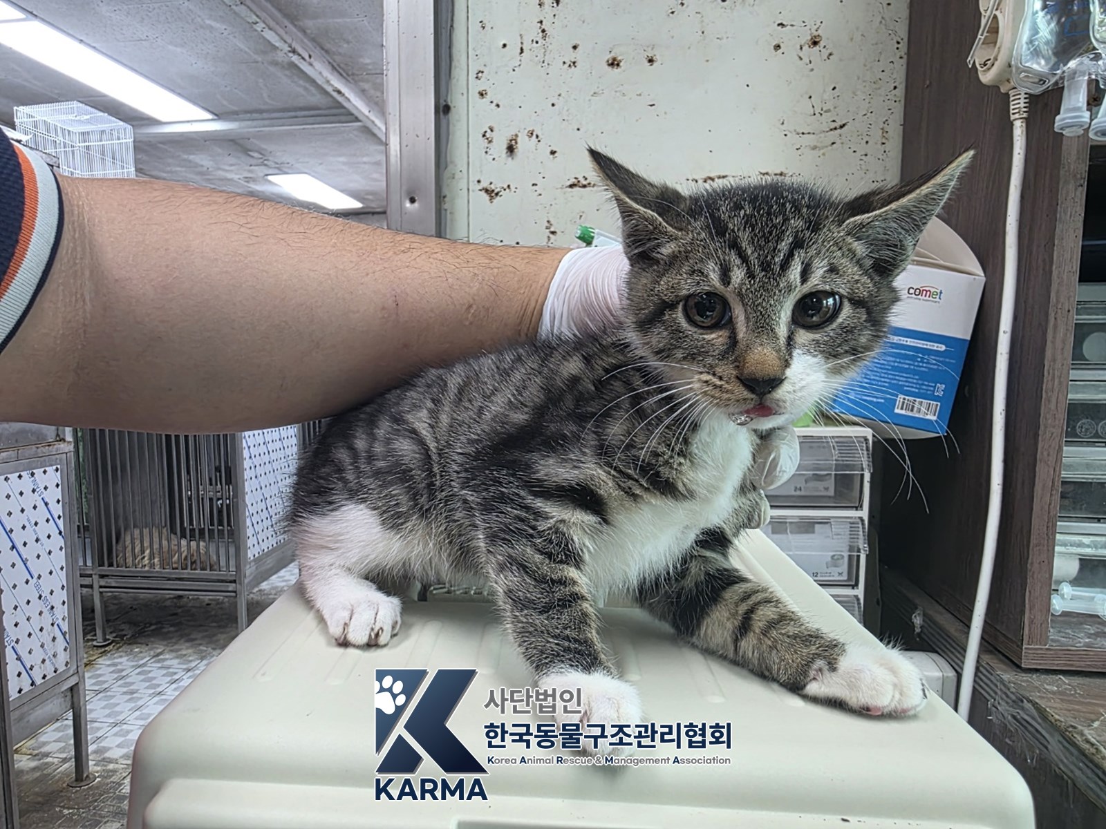 보호 중인 한국 고양이