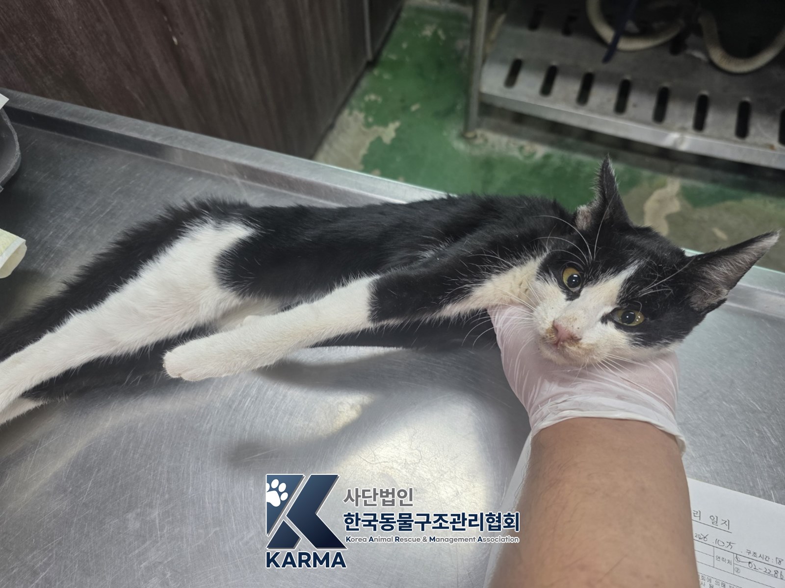 보호 중인 한국 고양이