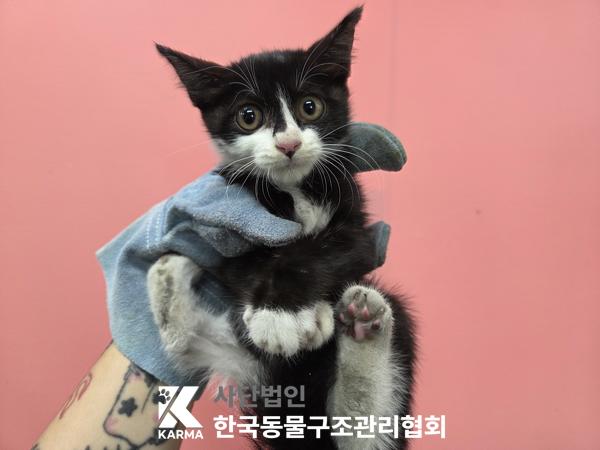 보호 중인 한국 고양이