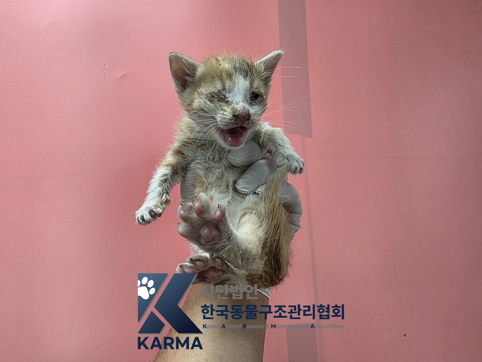 보호 중인 한국 고양이