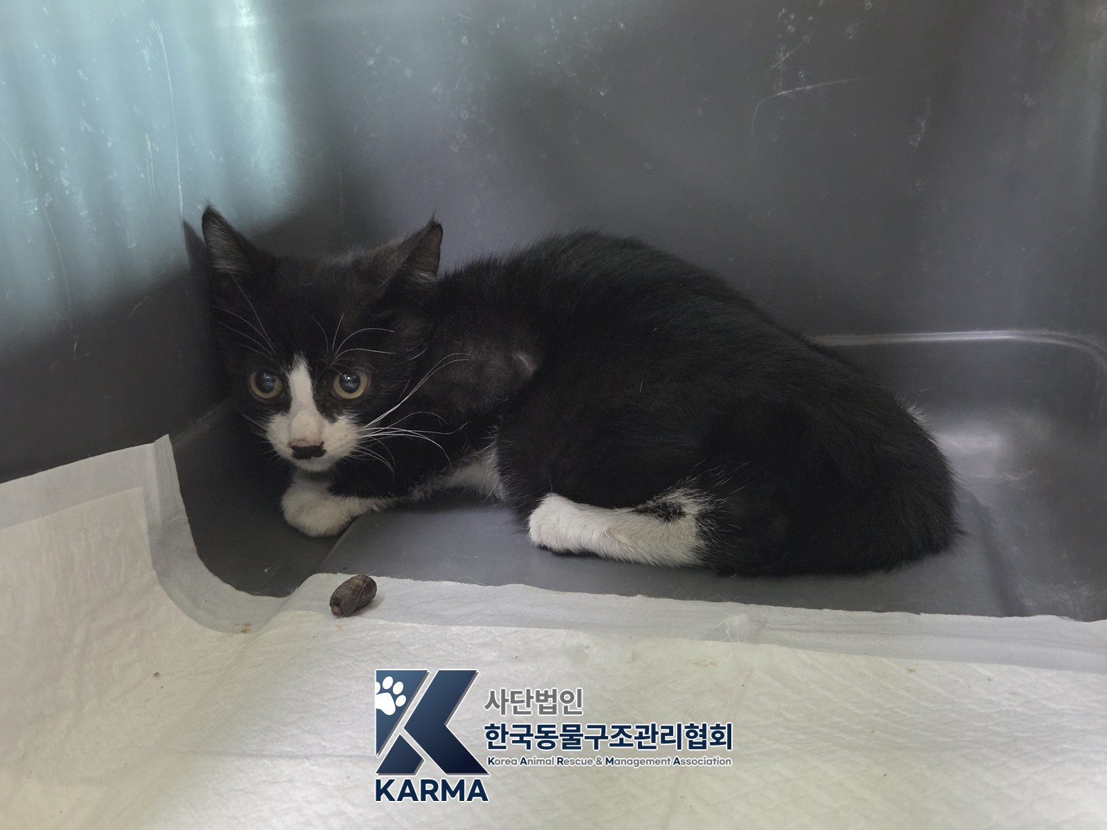 보호 중인 한국 고양이
