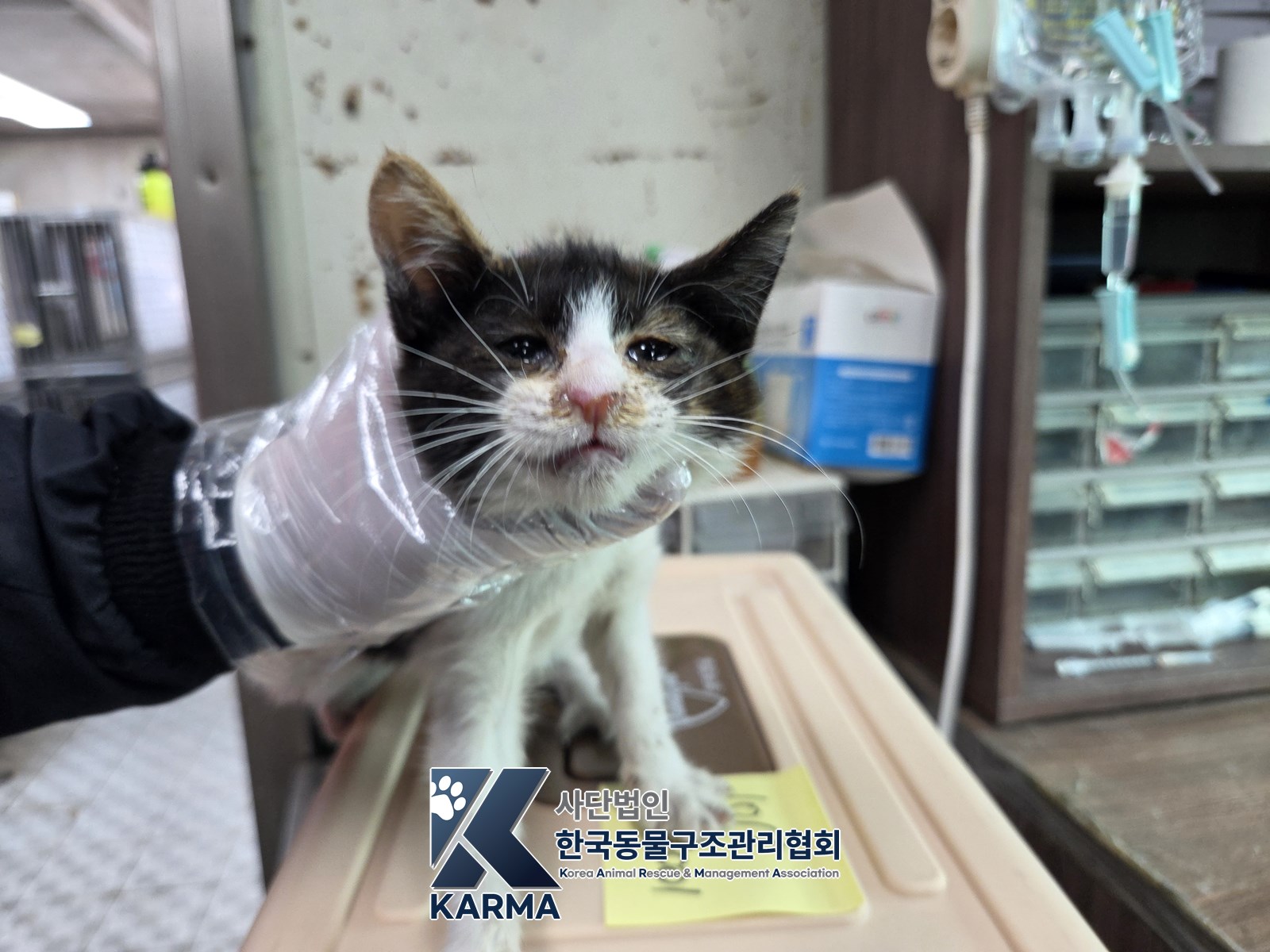 보호 중인 한국 고양이