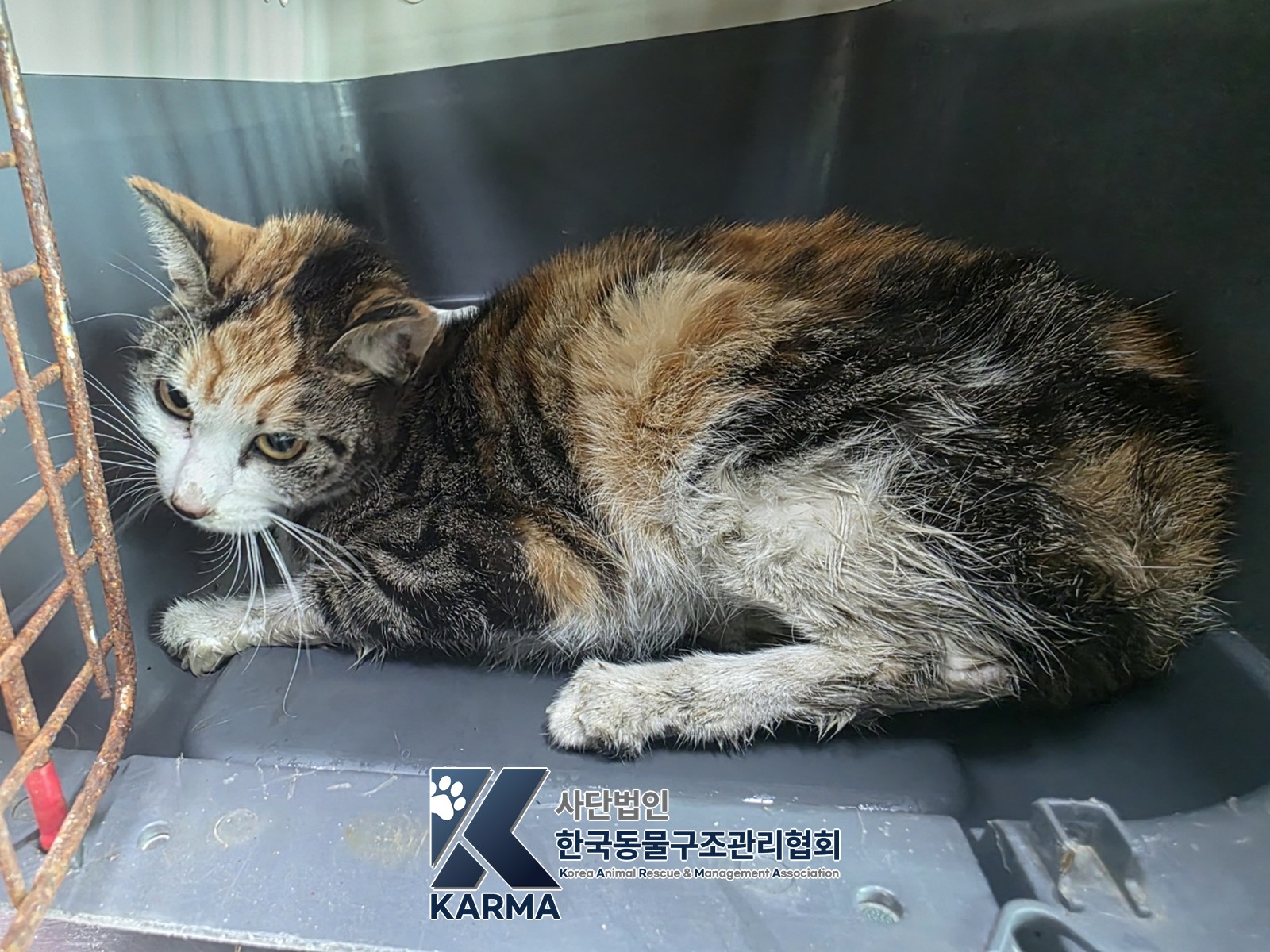 보호 중인 한국 고양이