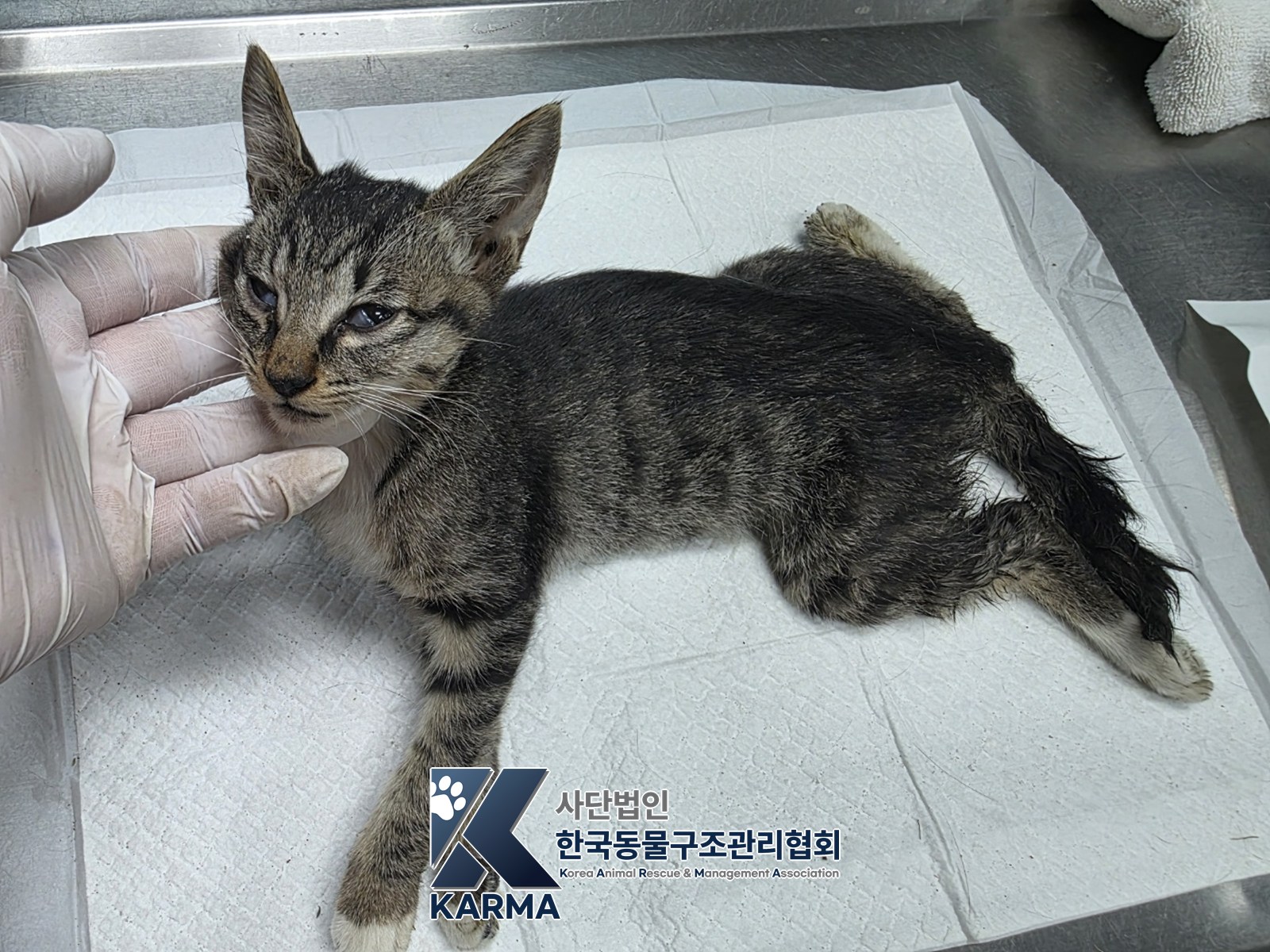 보호 중인 한국 고양이
