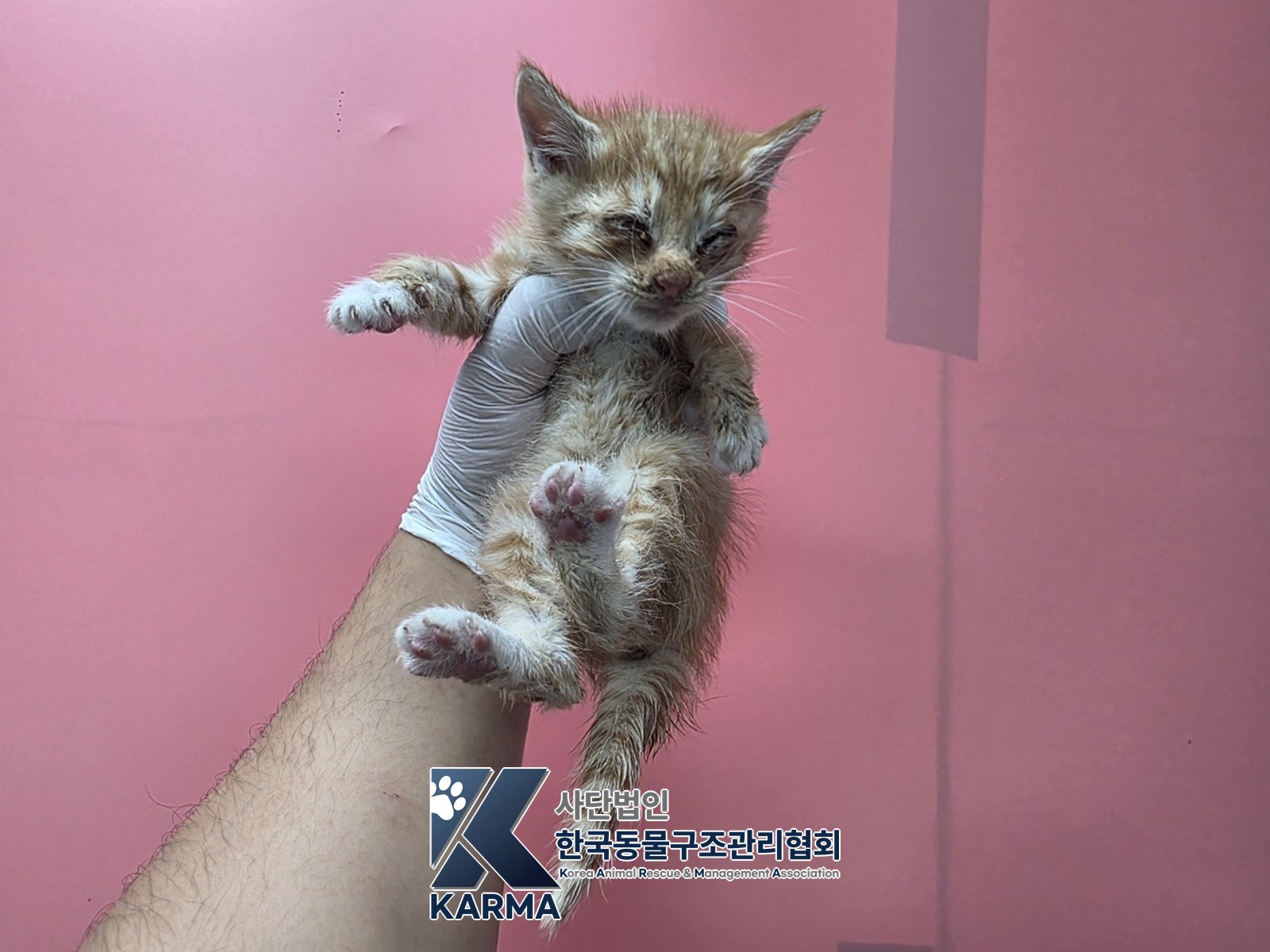 보호 중인 한국 고양이