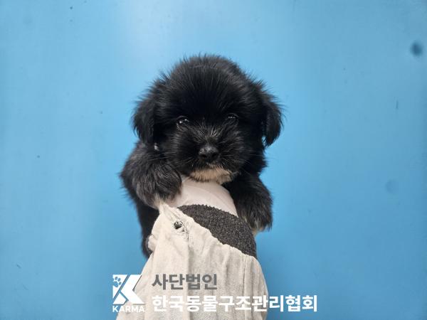 보호 중인 믹스견