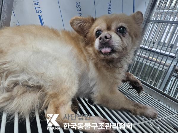 보호 중인 믹스견