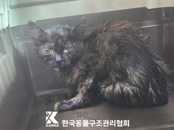 보호 중인 한국 고양이