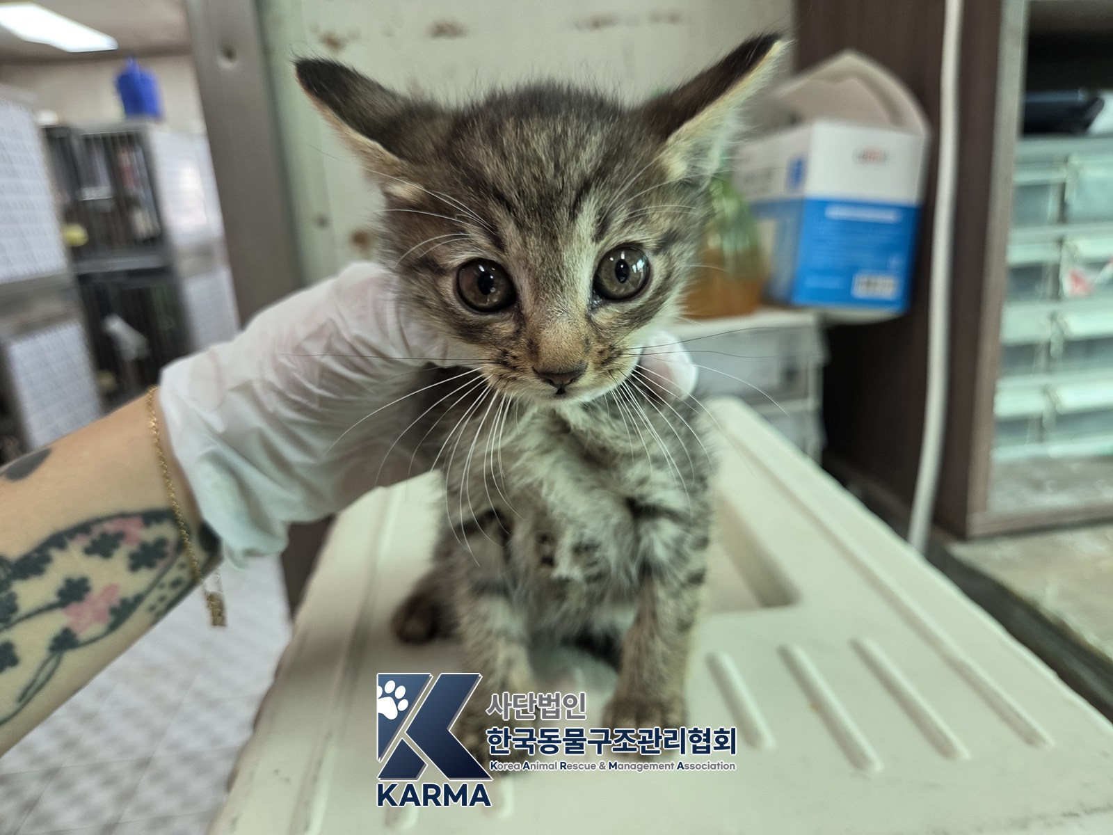 보호 중인 한국 고양이