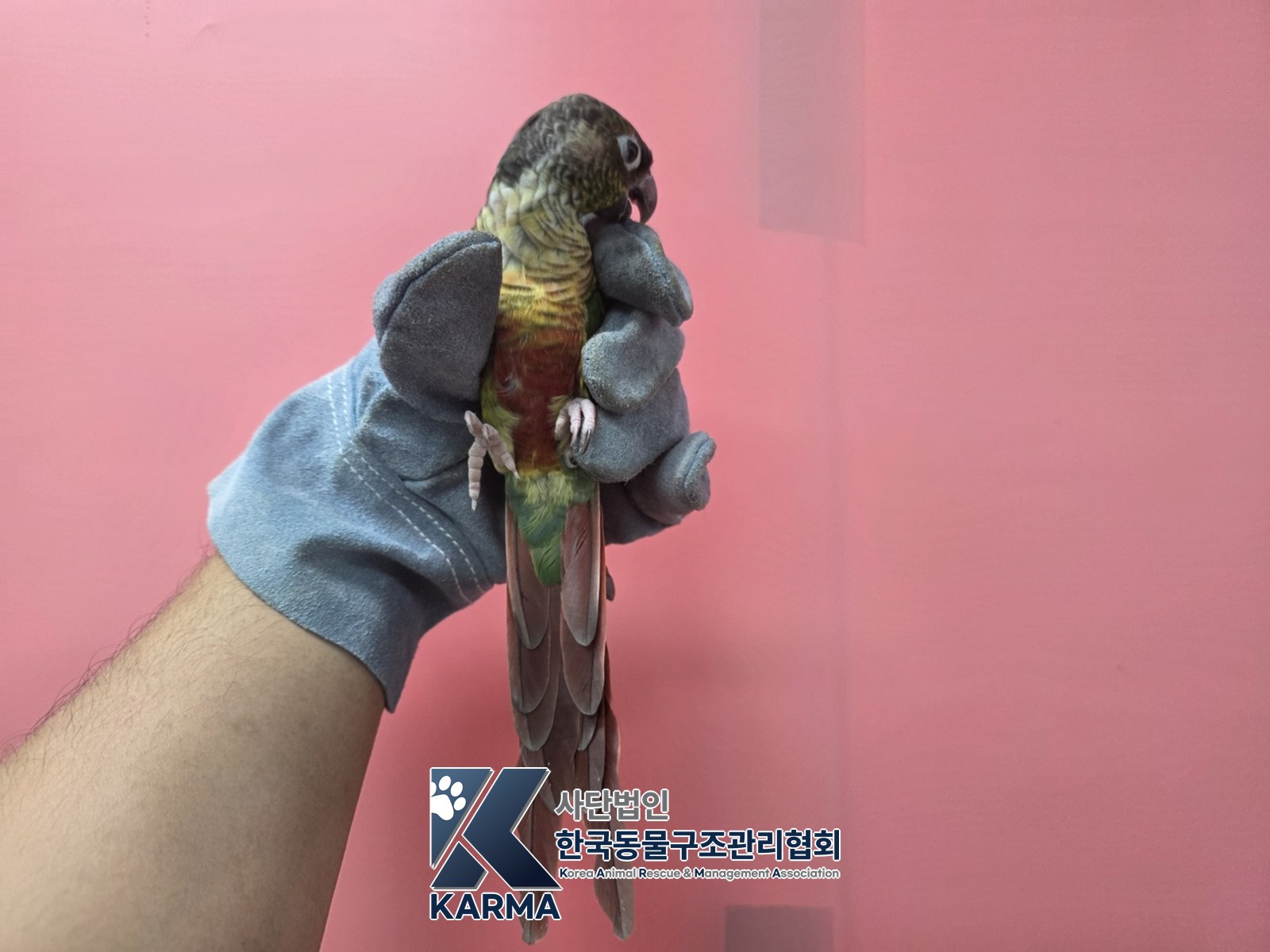 보호 중인 앵무새