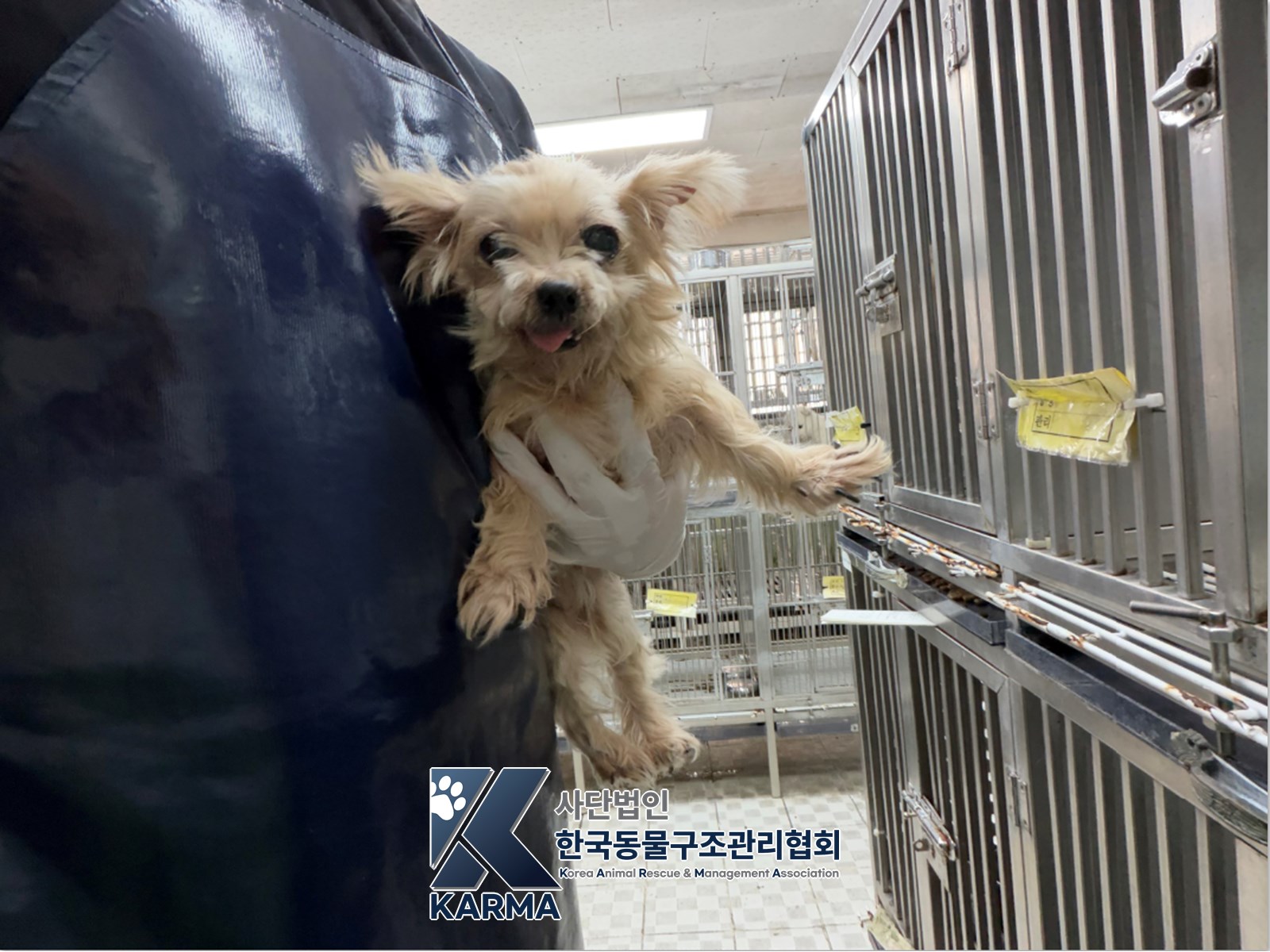 보호 중인 요크셔 테리어