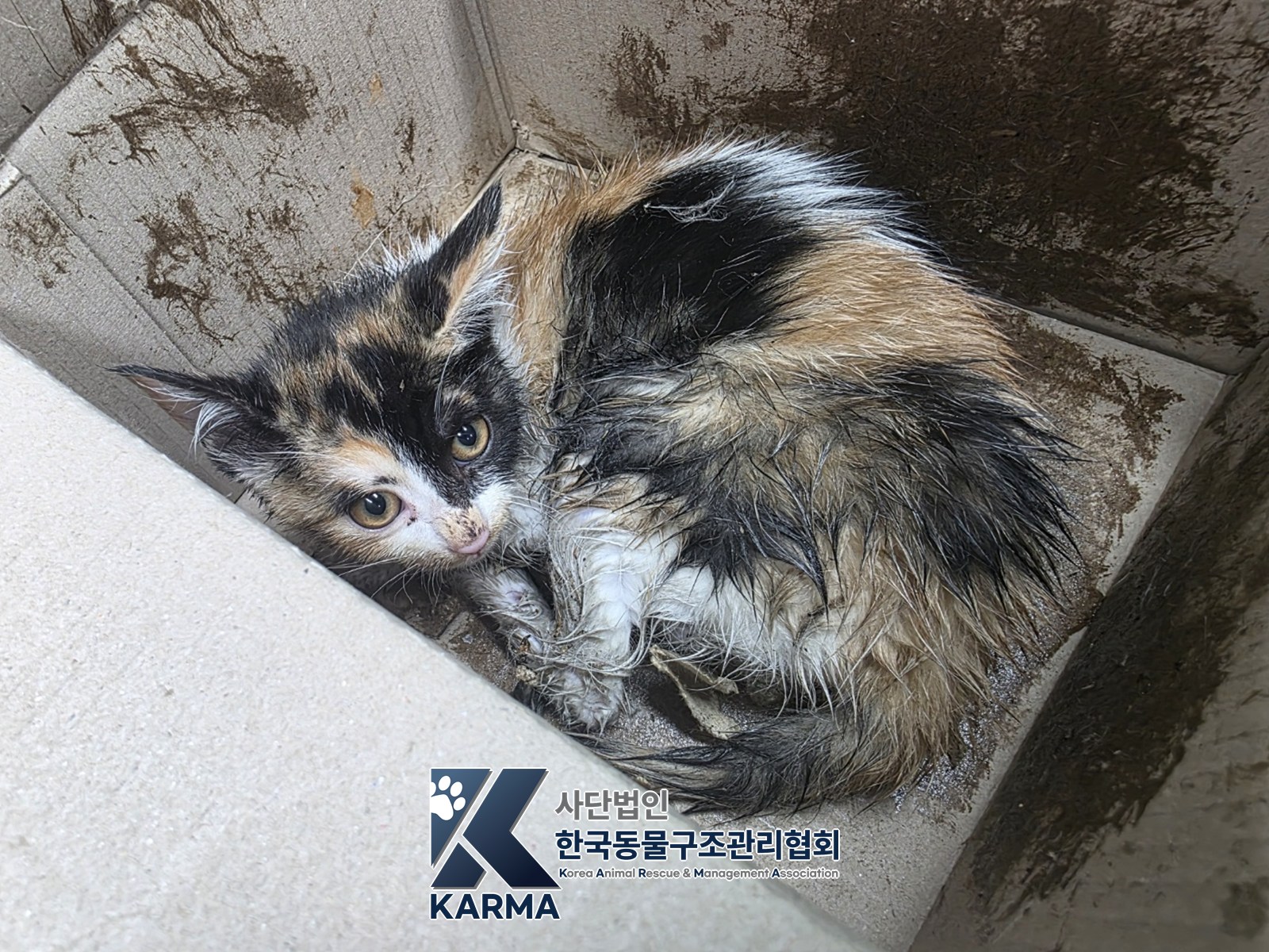 보호 중인 한국 고양이