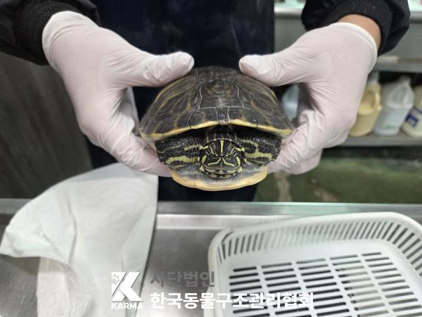 보호 중인 거북이