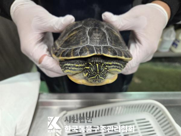 보호 중인 거북이