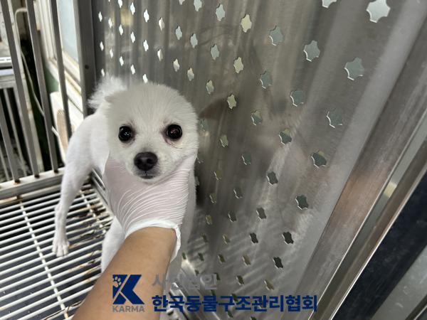 보호 중인 포메라니안
