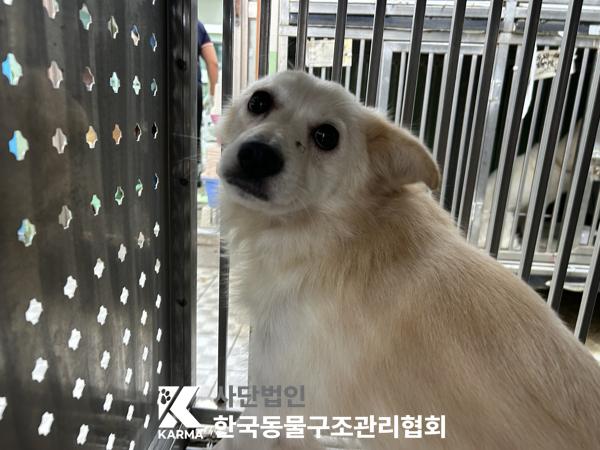 보호 중인 휘펫