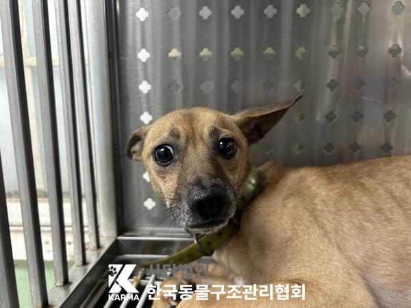 보호 중인 믹스견