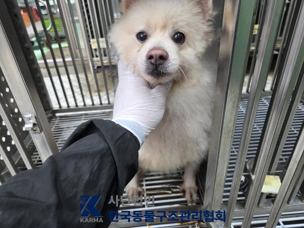 보호 중인 포메라니안