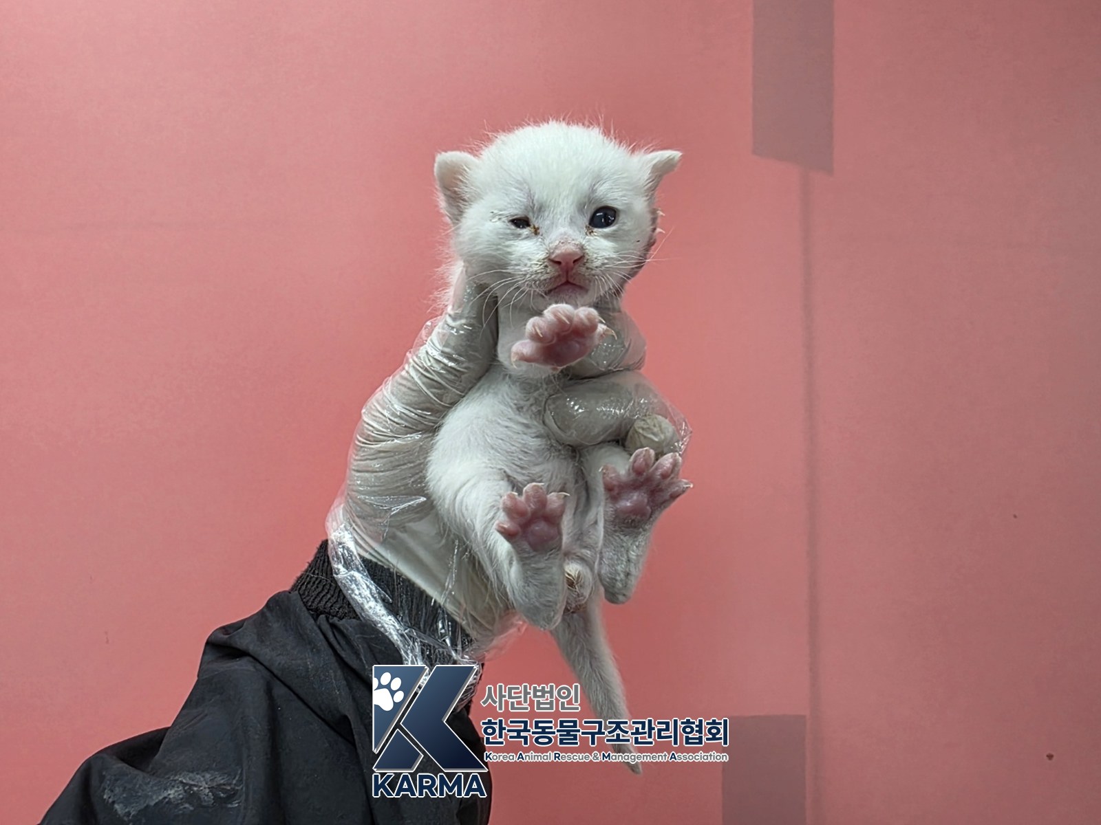 보호 중인 한국 고양이