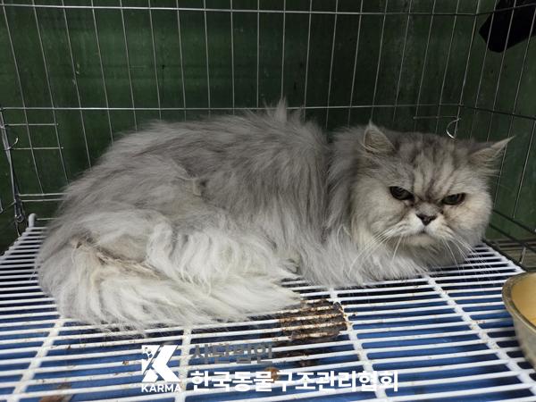 보호 중인 페르시안-페르시안 친칠라
