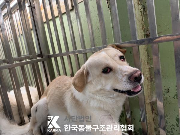 보호 중인 믹스견