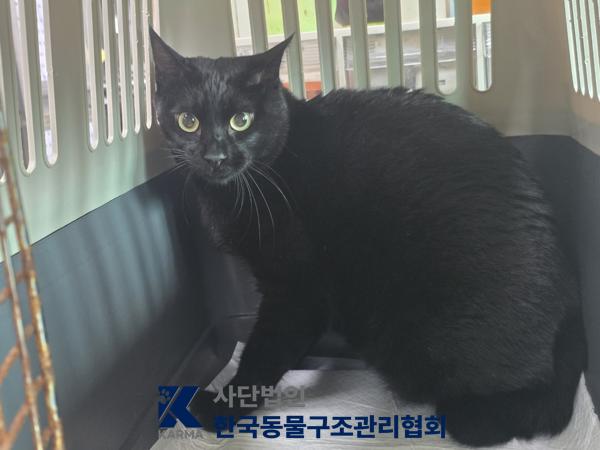 보호 중인 한국 고양이