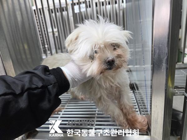 보호 중인 말티즈
