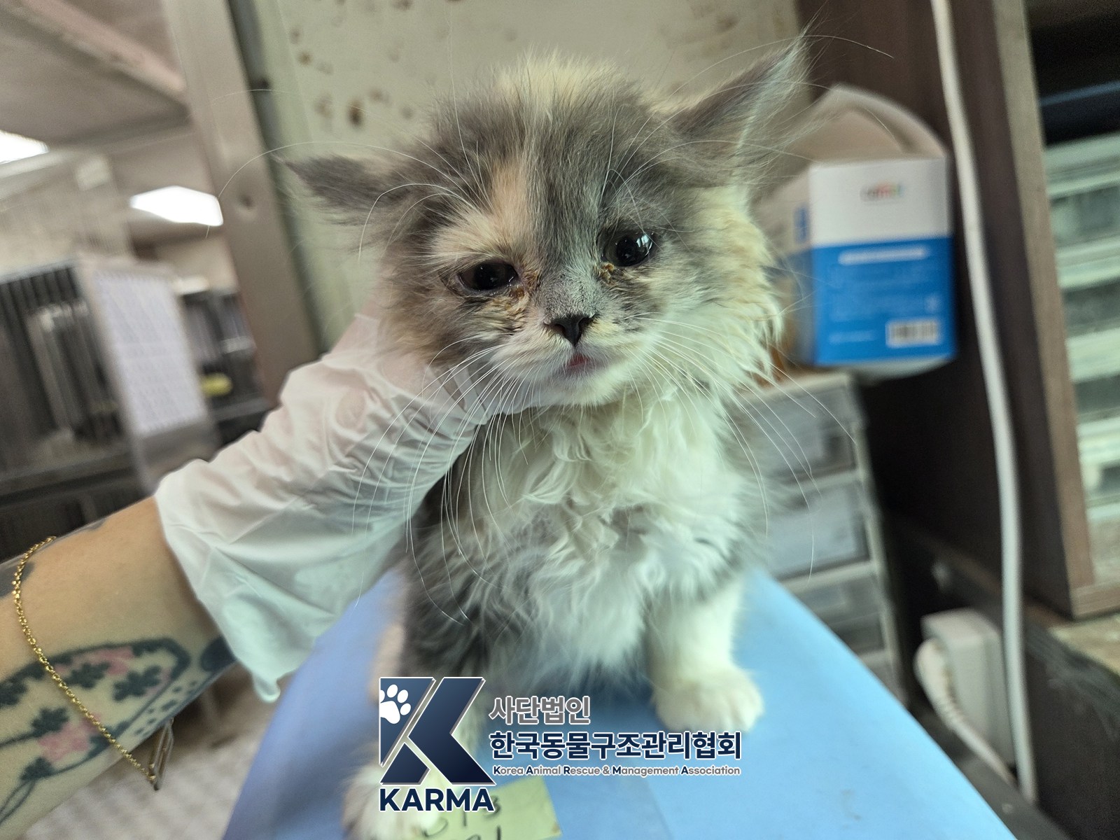 보호 중인 믹스묘