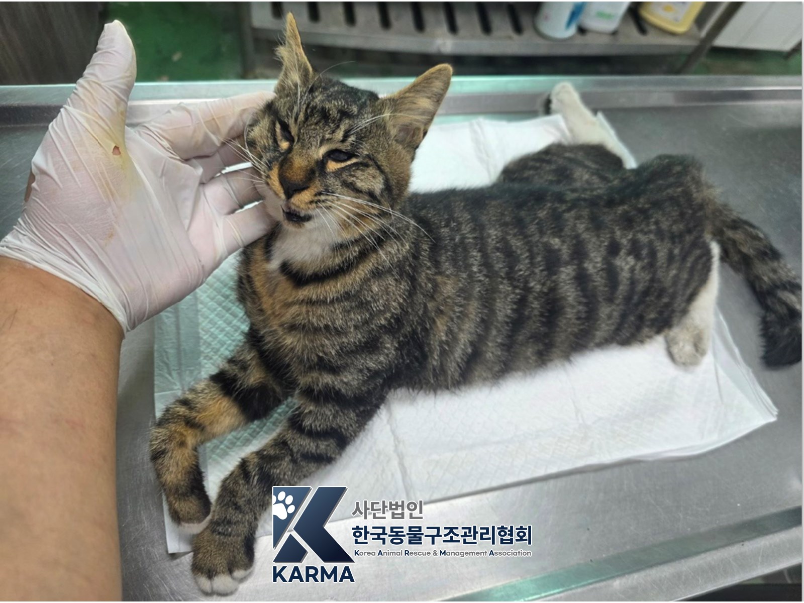 보호 중인 한국 고양이