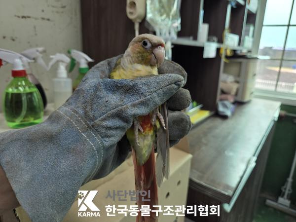 보호 중인 앵무새