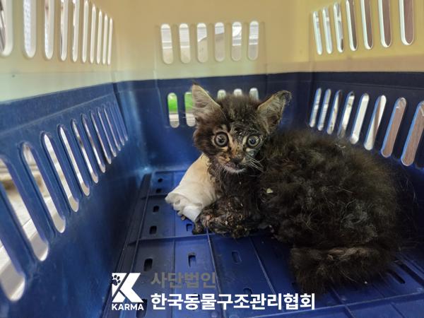 보호 중인 한국 고양이