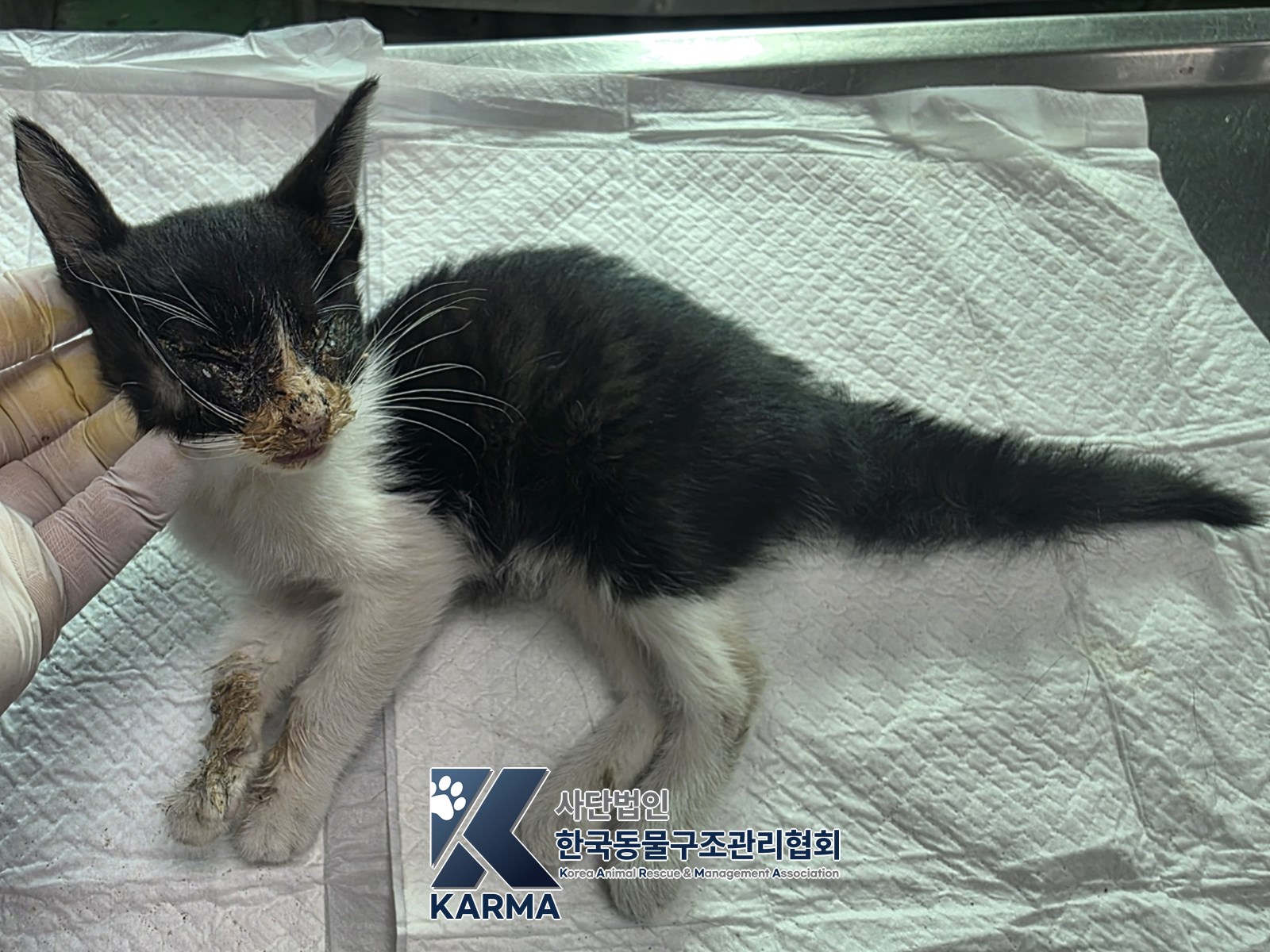 보호 중인 한국 고양이