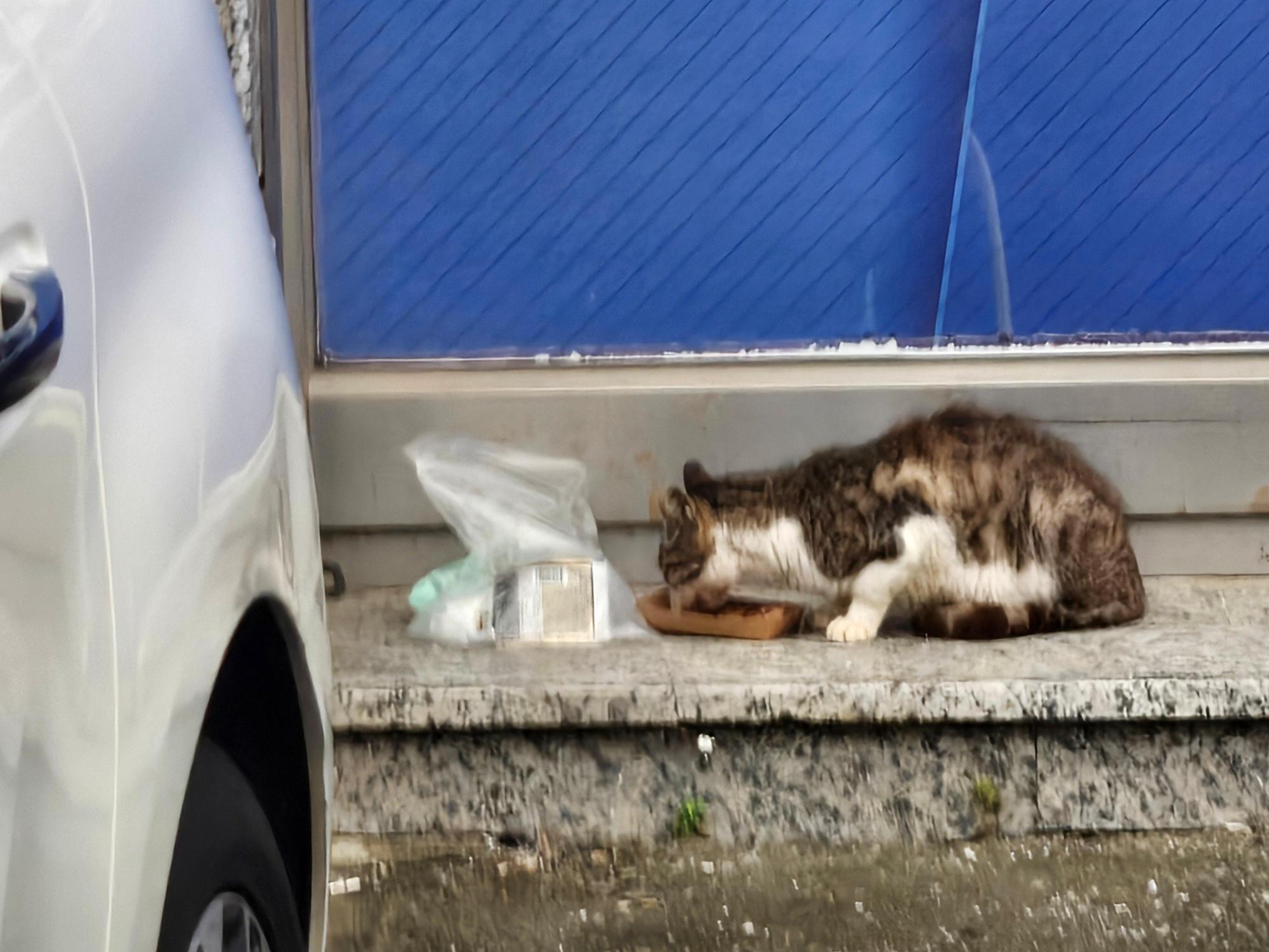 보호 중인 한국 고양이