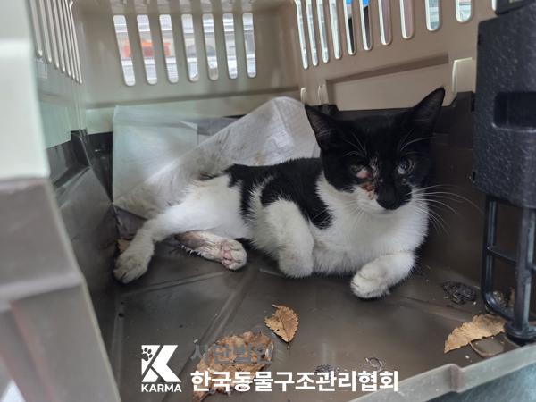 보호 중인 한국 고양이
