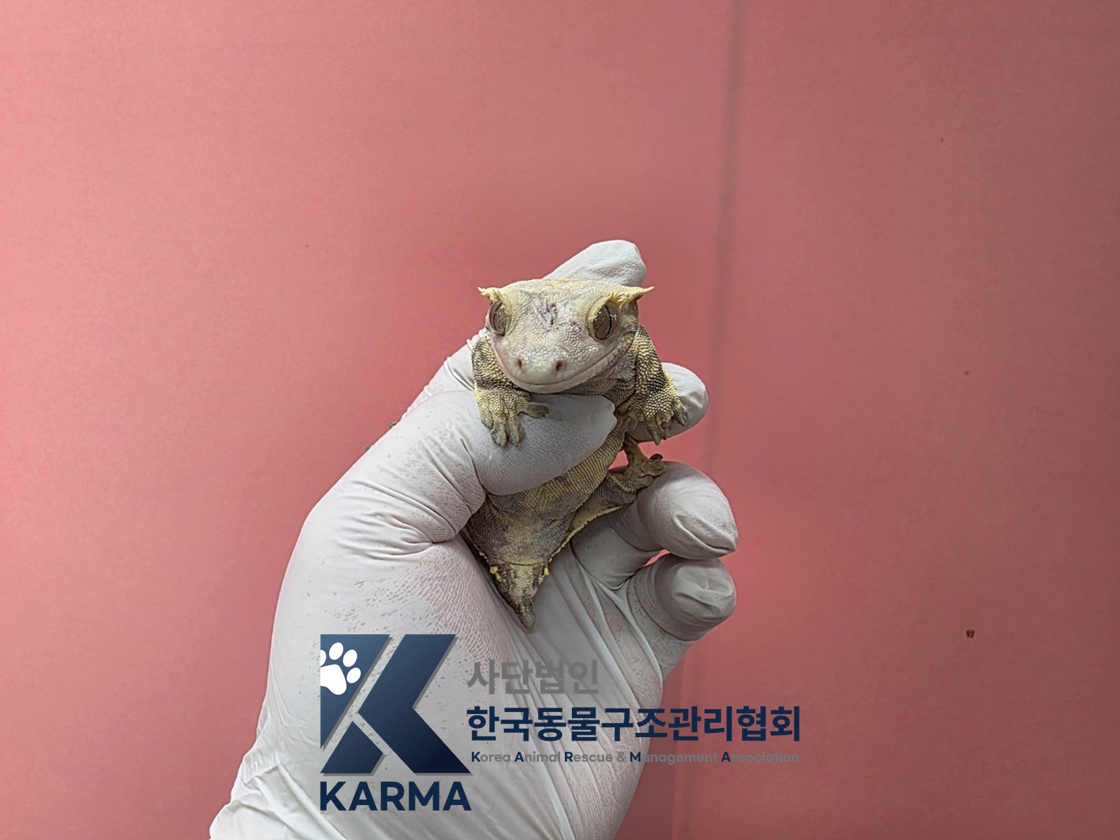 보호 중인 도마뱀