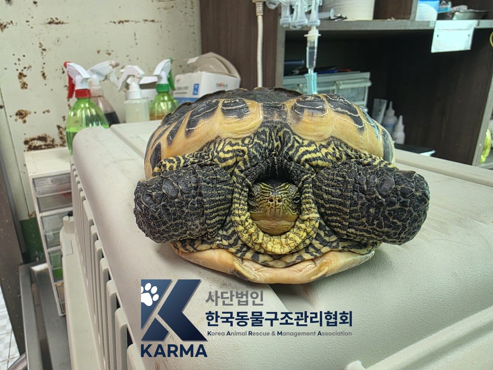 보호 중인 거북이