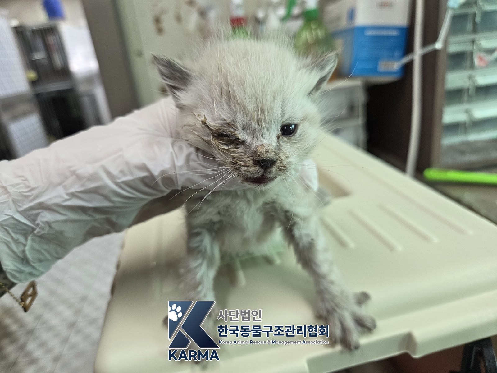 보호 중인 한국 고양이