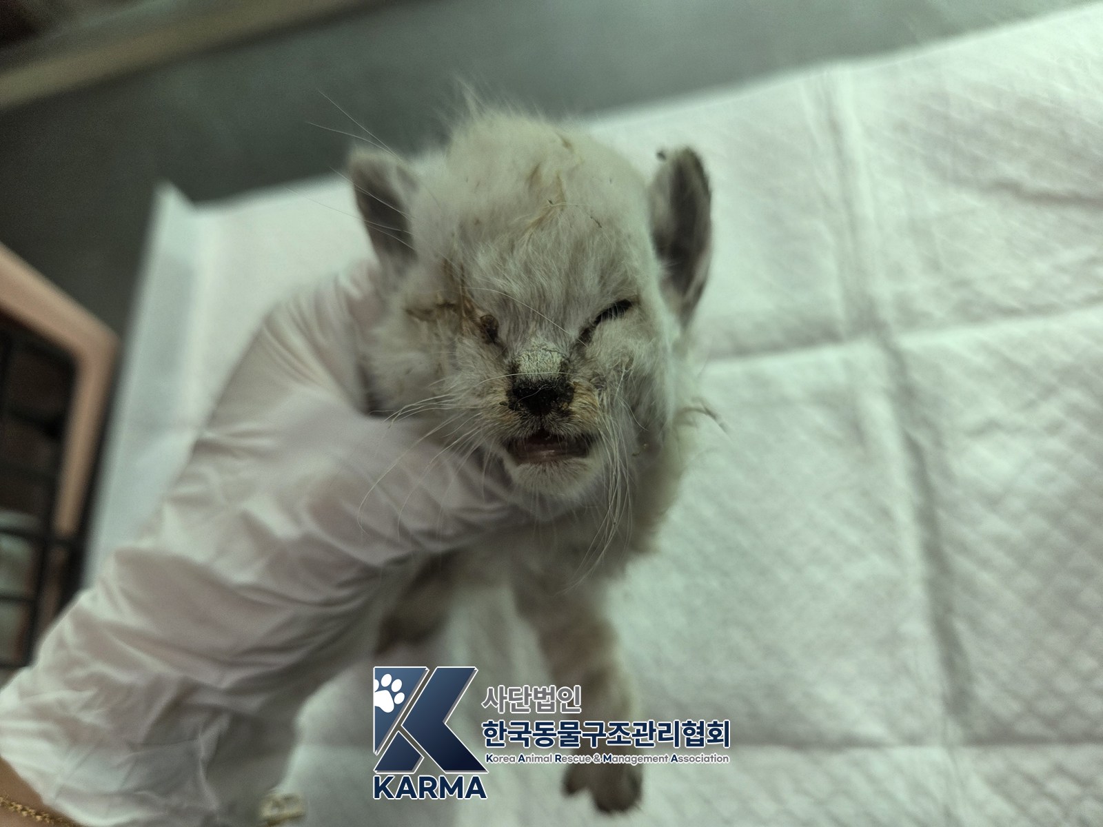 보호 중인 한국 고양이